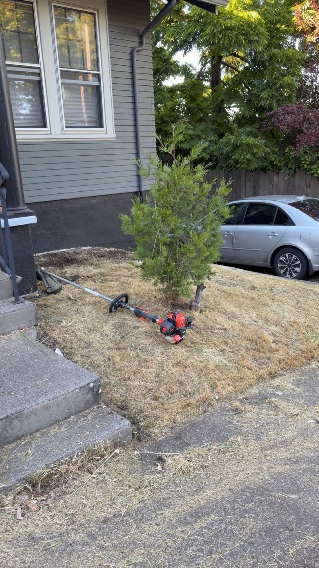 Front lawn cut back around a young cedar during a yard cleanup